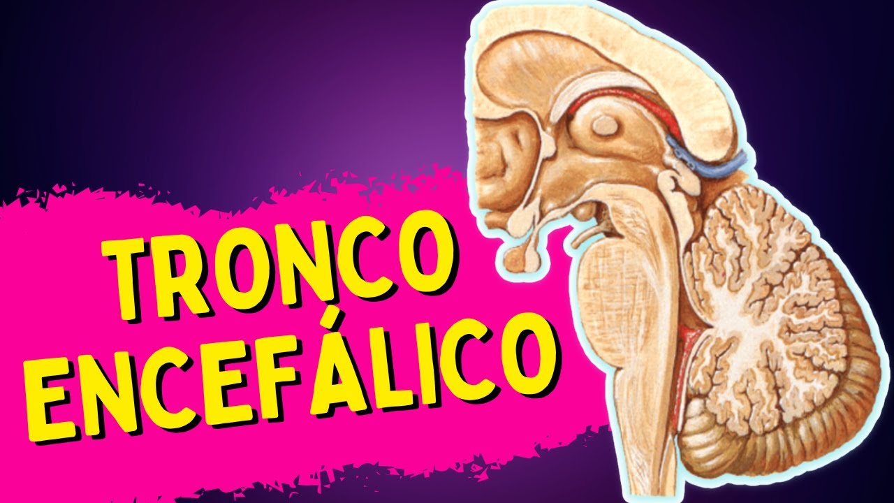 Tronco encefálico - MESENCÉFALO | PONTE | BULBO
