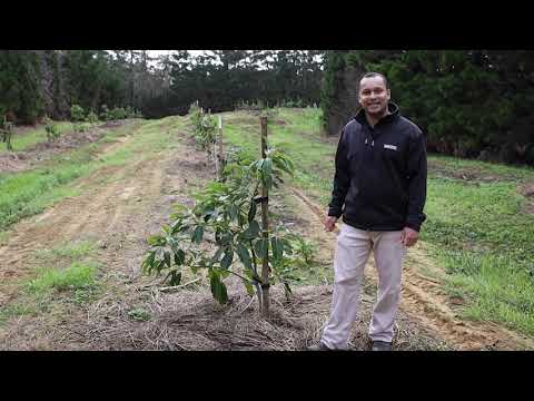 419 Paparore Road, Awanui, Far North