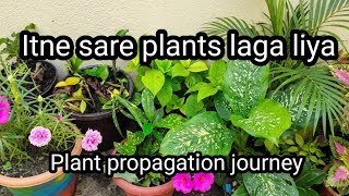 Itne saree plants laga liya| My Gardening journey| Plant propagation| Colours of life. 
