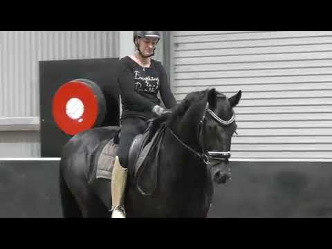 Turning and Steering your Horse (Dressage)