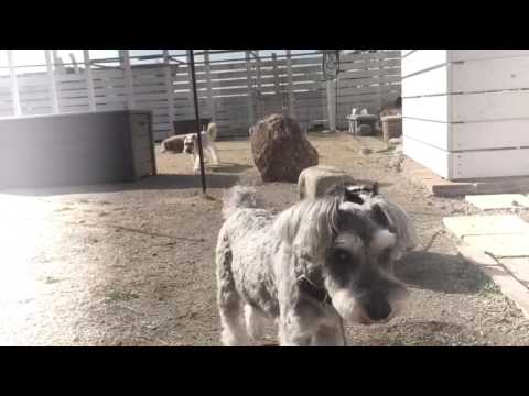 2017/02/25 ドッグランの風景02