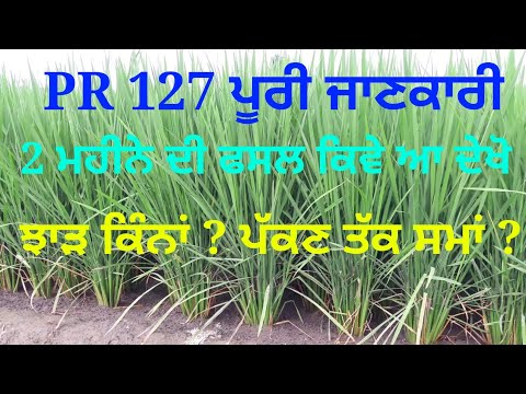 Paddy Seed PR 127 // 2 ਮਹੀਨੇ ਚ ਕਿਵੇ ਦੀ ਹੈ ?  ਕਿਸਾਨ ਜਰੂਰ ਦੇਖੋ