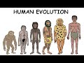 Every Human Evolution Explained