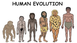 Every Human Evolution Explained