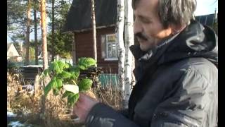 Обрезка кустов черной смородины осенью
