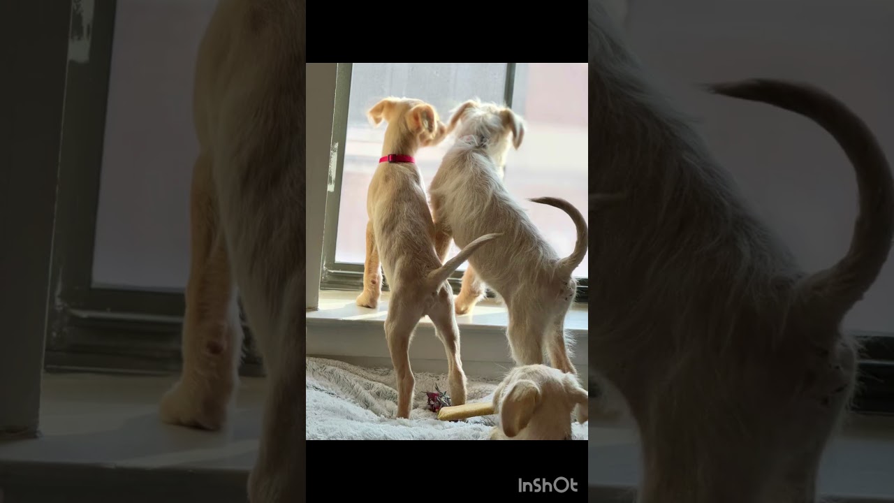 Meadow, an adopted mixed breed in Washington, DC video 6/6