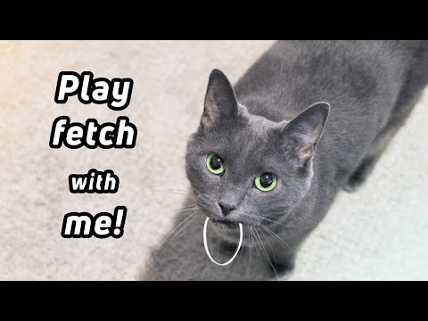 Cat that loves to play fetch (ft. Russian Blue)