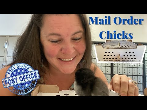 How To Order Baby Chicks From A Poultry Hatchery: How TO Care For Chicks Once They Arrive