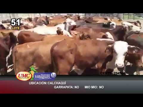 Lote 180 Terneros/as en Calchaquí, Santa Fe