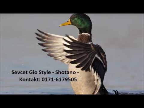 Sevcet Gio Style   Shotano
