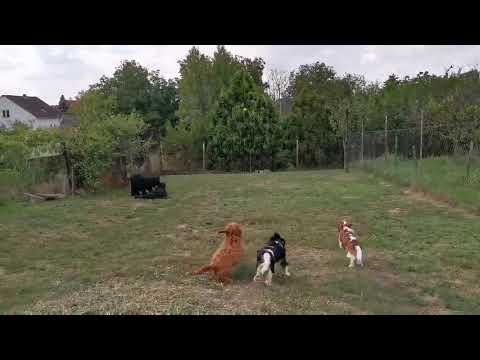 Schwarzer Russischer Terrier Welpe kaufen