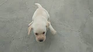 preview picture of video 'Quality Labrador Female puppy not for sell...'