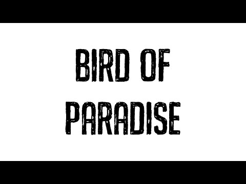 Video thumbnail for Bird of Paradise