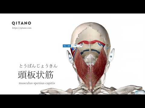 座りながらストレッチ・体操集まとめ36選！座る時間を有効に柔軟性アップ！｜QITANO ® 北野カラダづくりラボ