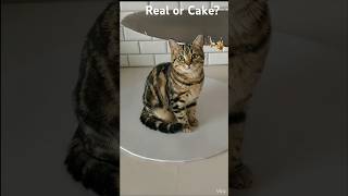 Download lagu Is This Cat Real or Cake?#viralvideo #trending #ytshorts #shorts mp3