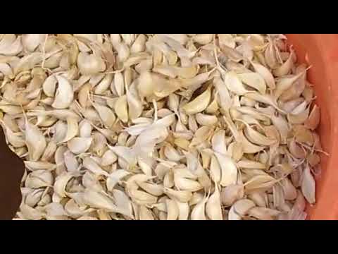 Garlic Peeling Machine