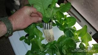 Final Indoor Kratky hydroponic lettuce update- Winter Grow