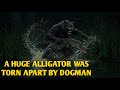 DOGMAN VIOLENTLY TORE APART A HUGE ALLIGATOR & ENCOUNTERS FROM FLORIDA
