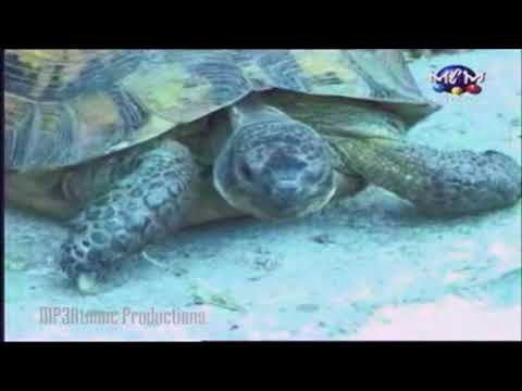 ANIMAL X - Iubirea mea (HQ Sound) (Lyrics In Description)