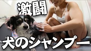 【可愛いペット動画】お風呂嫌いの愛犬のシャンプー大激闘24時！！