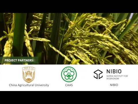 SinoGrain – produção sustentável de grãos na China