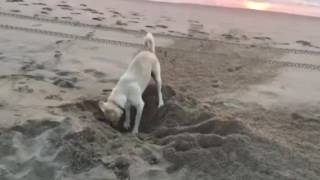 While My Guitar Gently Weeps - Dario Marianelli & Regina Spektor (unauthorized)