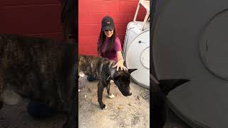 Video preview image #1 Akita-Unknown Mix Puppy For Sale in Pasadena, CA, USA