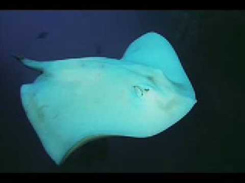 World's Rarest Albino Stringray!!