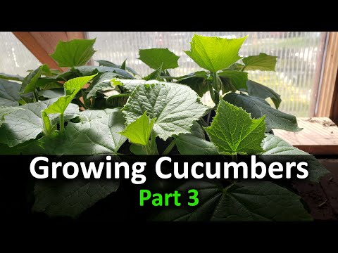 How To Grow Cucumbers Part 1 Seeding