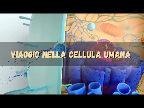 La cellula