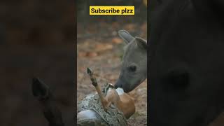 Deer hunt | Hyena vs Python Hunting