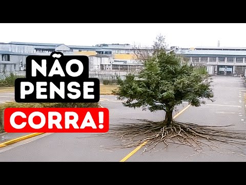 If this tree starts to move... you're already in danger.