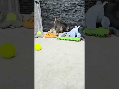 Video 3
