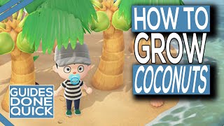 How To Grow Coconut Trees In Animal Crossing New Horizons