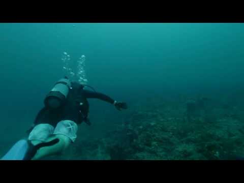 Reef dive Boynton