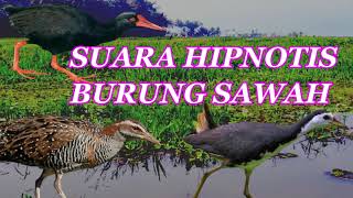Download lagu Hipnotis burung sawah mp3