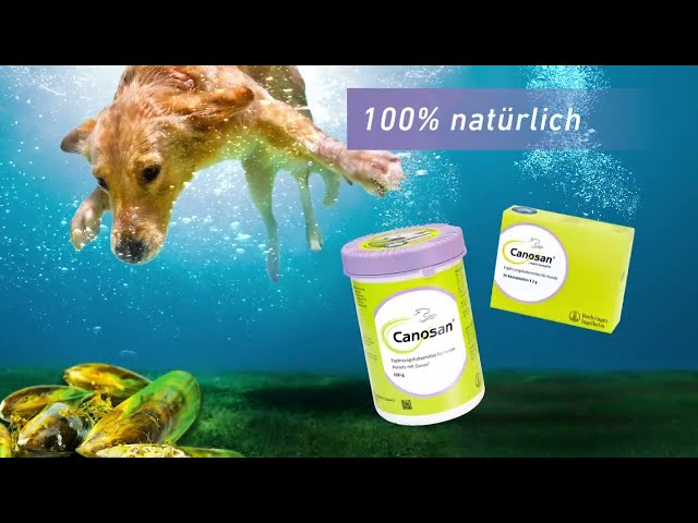 præcedens Pirat arrangere Canosan® Pellets bei Gelenkproblemen Hund mit Grünlippmuschel-Extrakt  Gonex® 1300 g - shop-apotheke.com