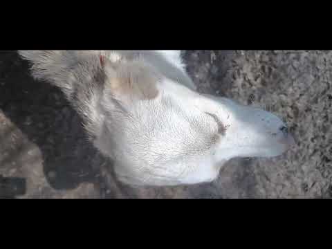 NADIRAH - März 2024