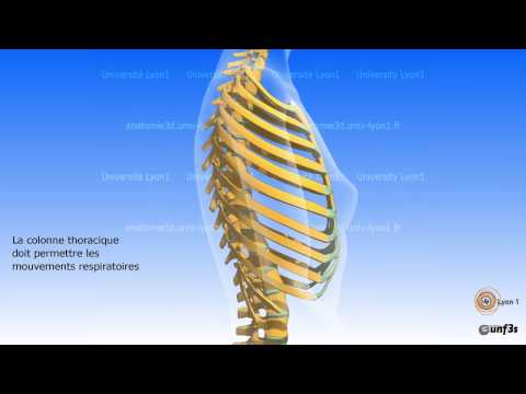 comment renforcer colonne vertebrale