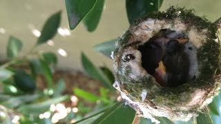 When your hair's a bird's nest - reduce reuse recycle home/garden/beauty tip