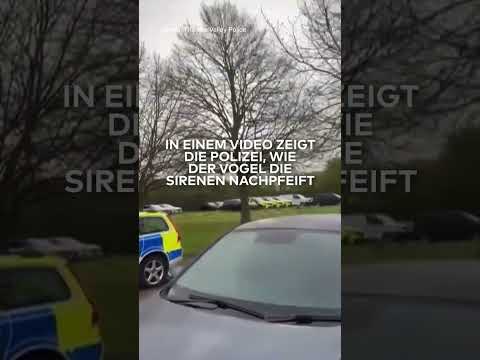 THAMES VALLEY: Heulende Sirene den ganzen Tag! Vogel bringt Anwohner zur Weißglut | WELT #shorts