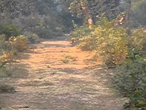 Jackals, Bijauri Campus, Madya Pradesh, India