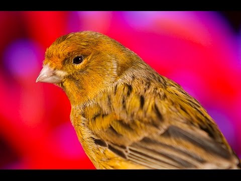 Fabulous Canary singing - Your Canary will sing after this