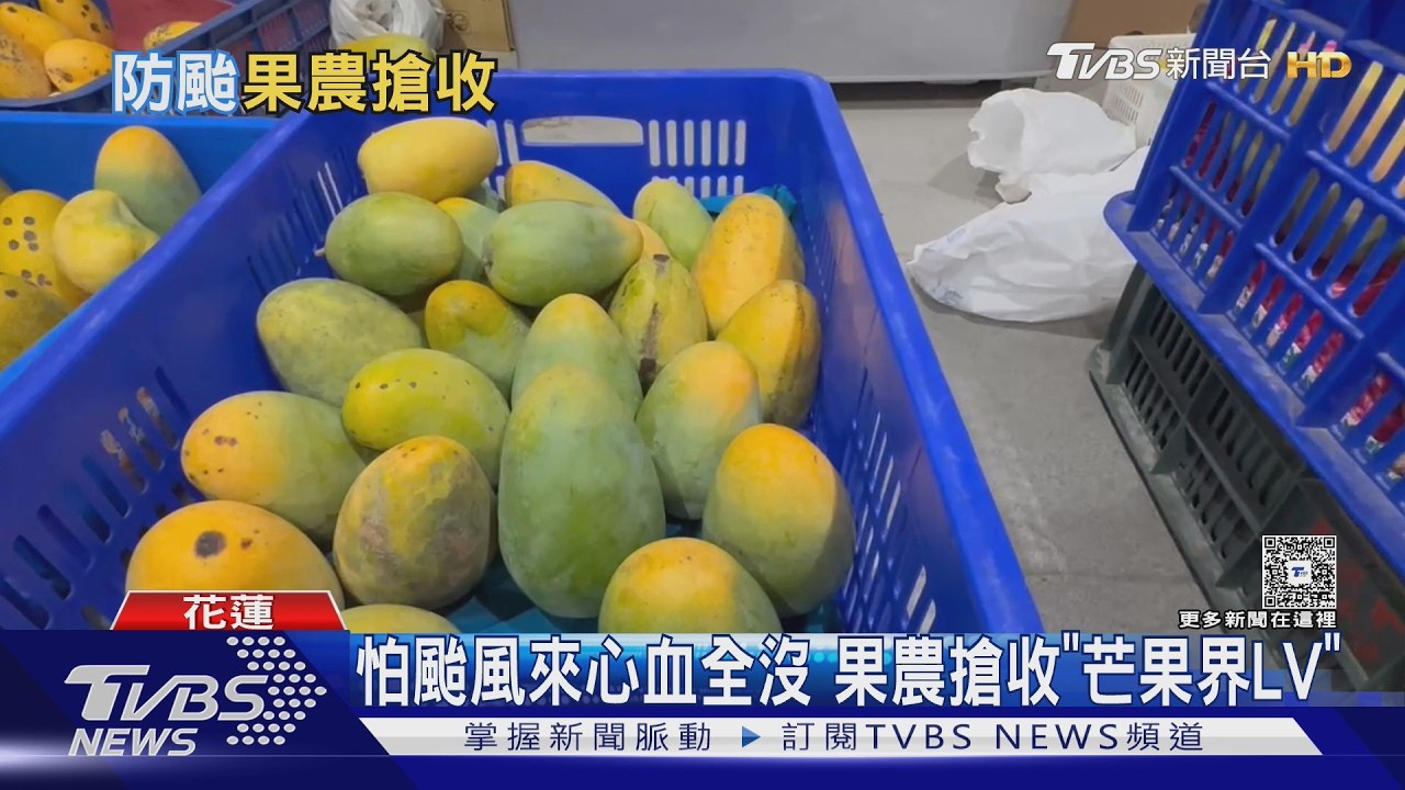 颱風恐侵台!果農搶收「芒果界LV夏雪芒果」 林保署盯緊堰塞湖