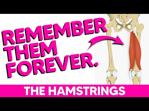 Hamstring Anatomy Mnemonics - Origin, Insertion, Innervation & Action