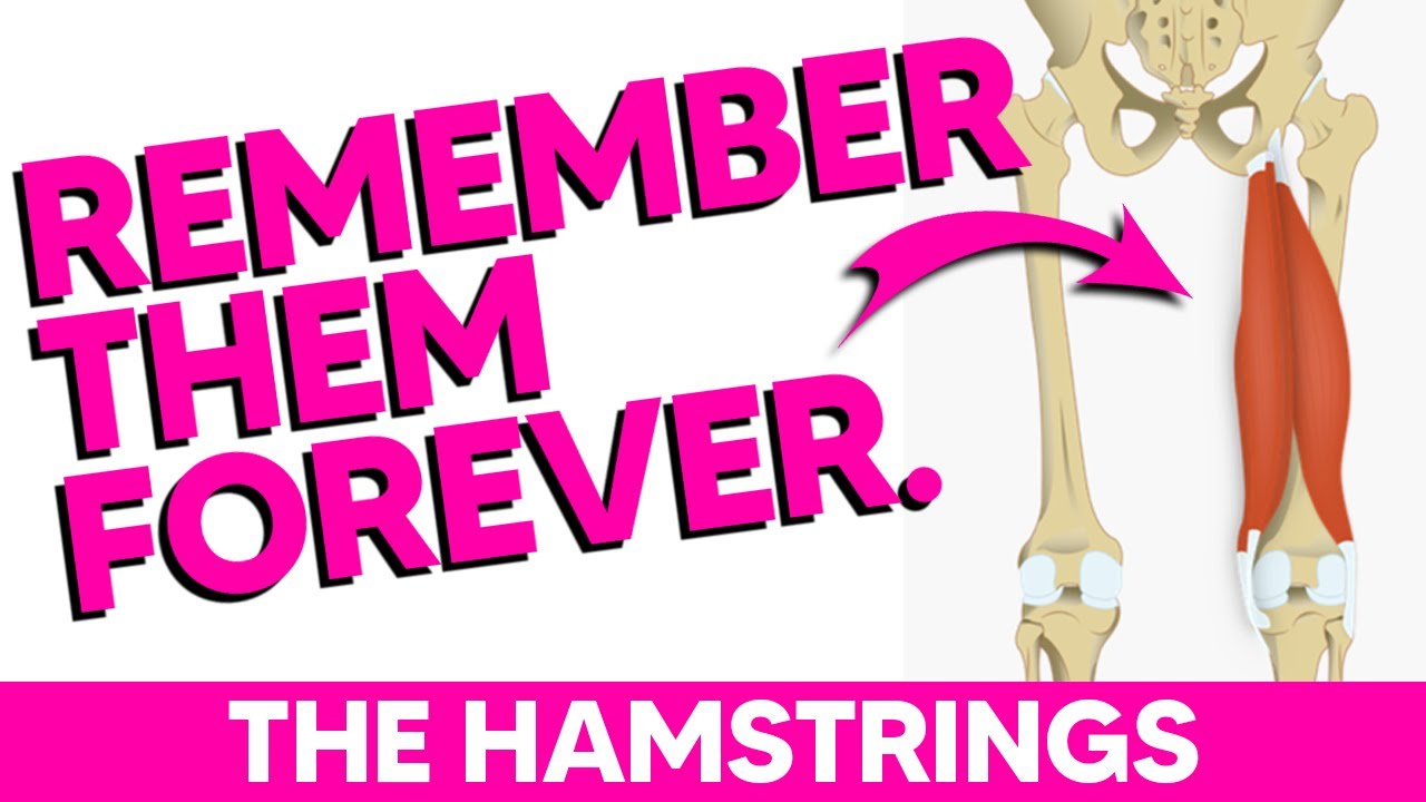 Hamstring Anatomy Mnemonics - Origin, Insertion, Innervation & Action