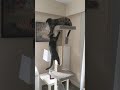 Cat Fight On A Cat Post