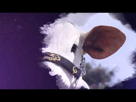 LOTE 01 - LOTE SURPRESA - LEILOSHOPPING NELORE KALUNGA