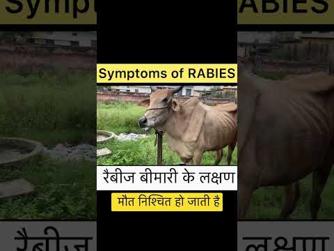 , title : 'Symptoms of rabies l Dr umar khan'