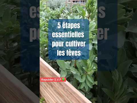 Grow Organic Fava Beans: 5 Steps to Success (Garden Guide)
